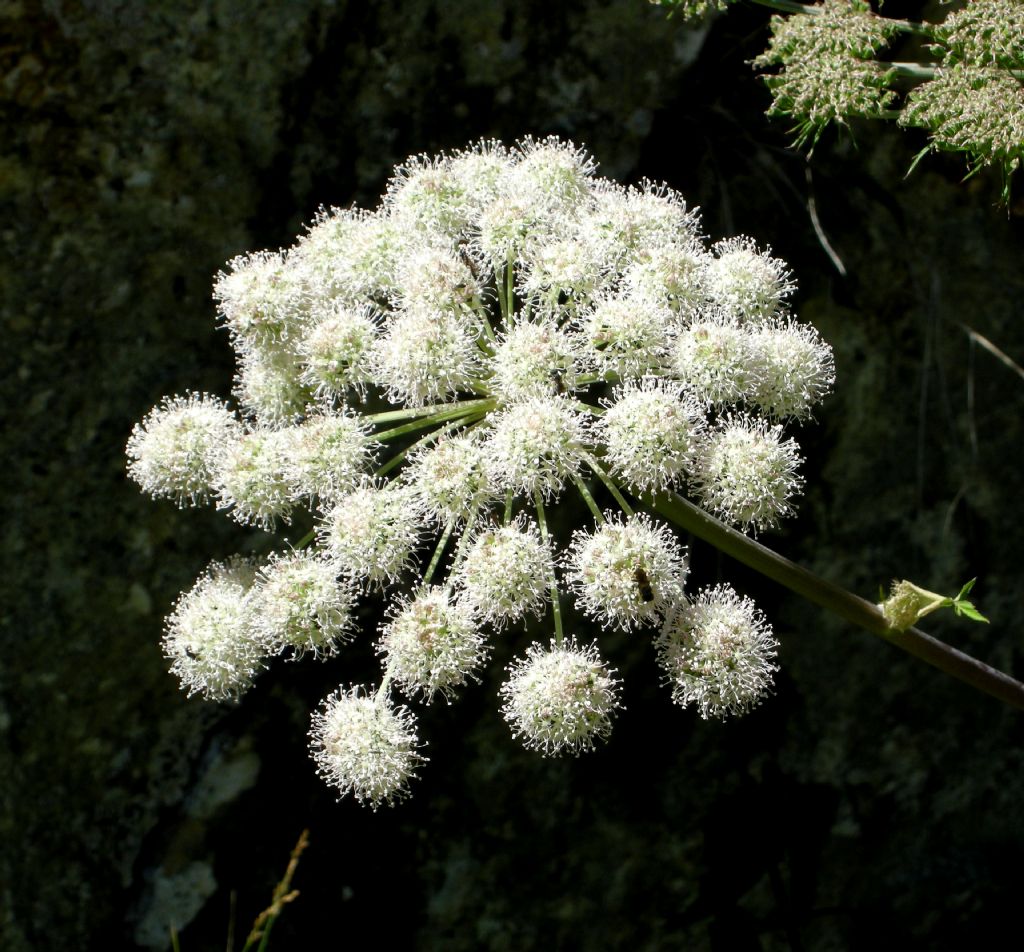 Angelica sylvestris